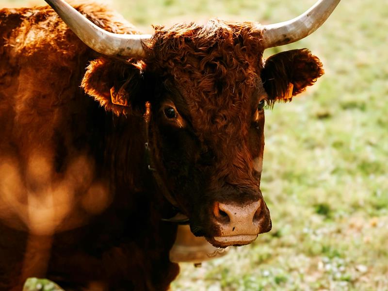 Service ipsum dolor ? - Leistungen