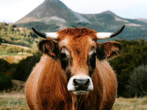 Donec consequat dolor eget ipsum pharetra