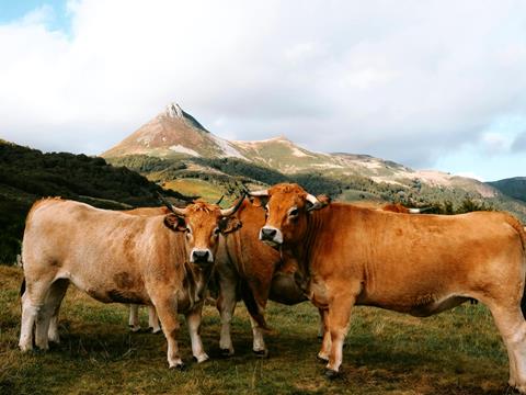 Donec consequat dolor eget ipsum pharetra